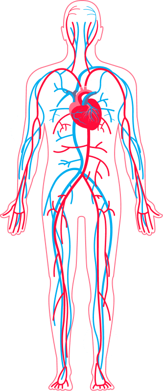 Circulatory system